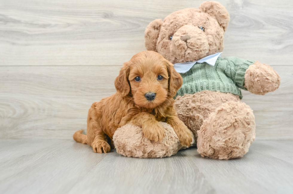 9 week old Mini Goldendoodle Puppy For Sale - Simply Southern Pups