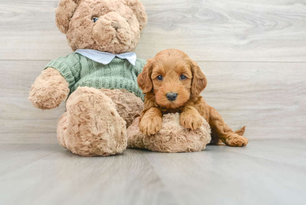 Playful Mini Groodle Poodle Mix Puppy