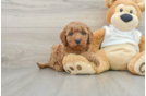 Cute Mini Goldendoodle Baby