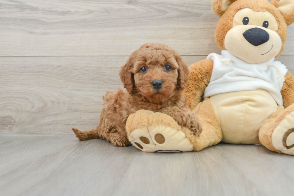 Cute Mini Goldendoodle Baby