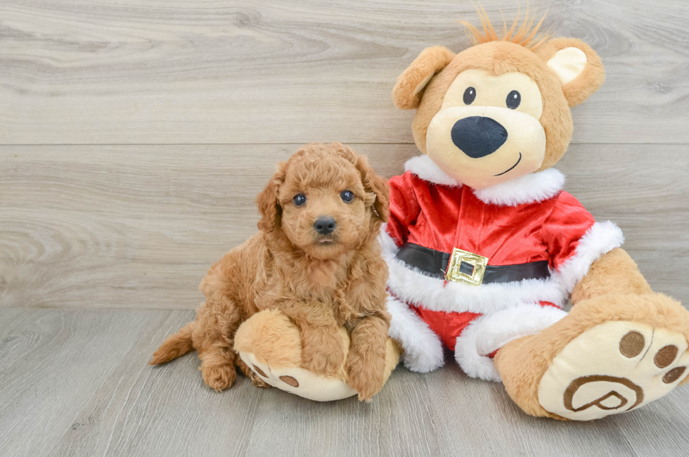 6 week old Mini Goldendoodle Puppy For Sale - Simply Southern Pups