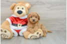 Small Mini Goldendoodle Baby