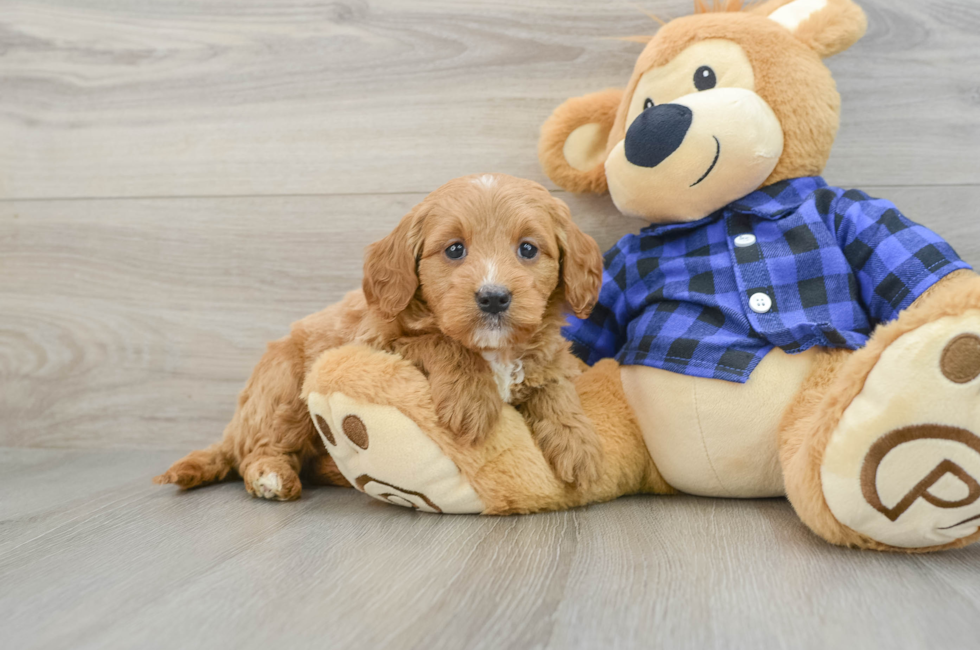 6 week old Mini Goldendoodle Puppy For Sale - Simply Southern Pups