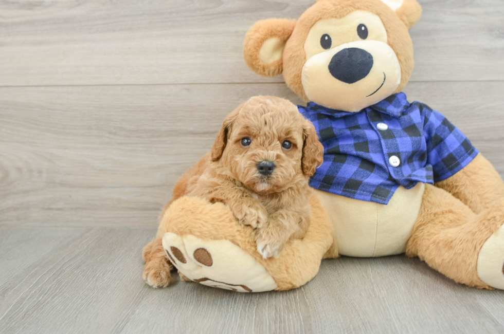5 week old Mini Goldendoodle Puppy For Sale - Simply Southern Pups