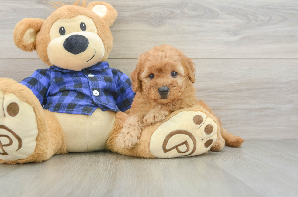 5 week old Mini Goldendoodle Puppy For Sale - Simply Southern Pups