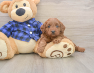 7 week old Mini Goldendoodle Puppy For Sale - Simply Southern Pups