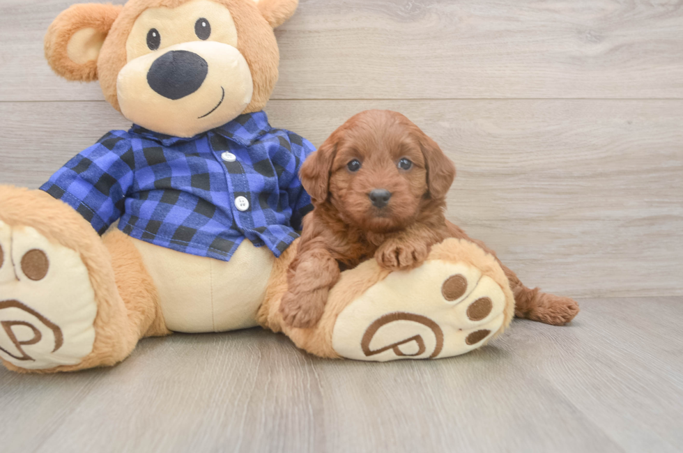 5 week old Mini Goldendoodle Puppy For Sale - Simply Southern Pups
