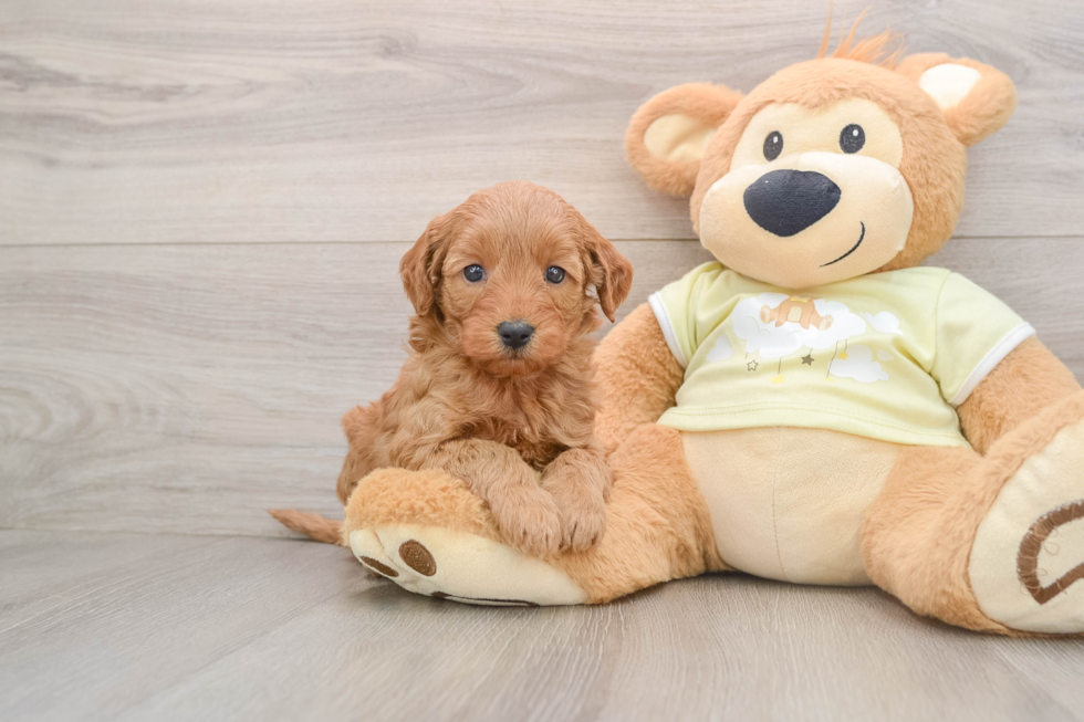 Little Mini Goldenpoo Poodle Mix Puppy