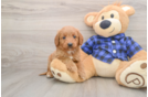Adorable Golden Retriever Poodle Mix Poodle Mix Puppy