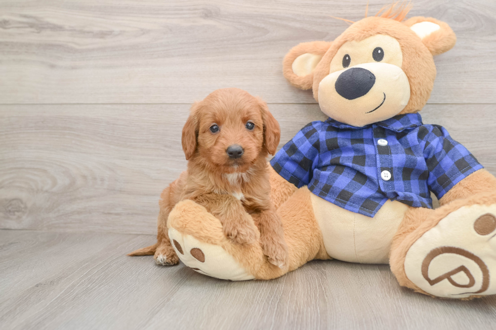 Adorable Golden Retriever Poodle Mix Poodle Mix Puppy