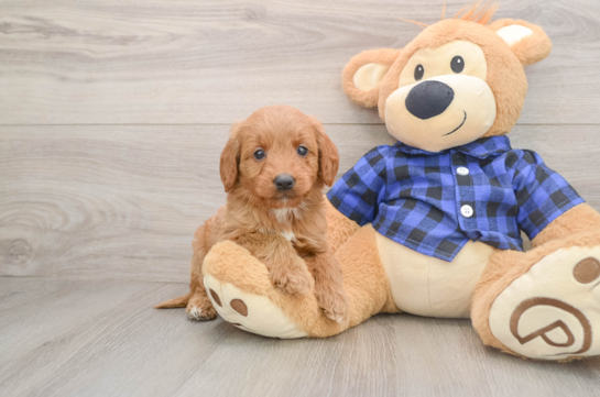 Adorable Golden Retriever Poodle Mix Poodle Mix Puppy