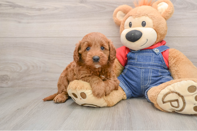 Mini Goldendoodle Puppy for Adoption