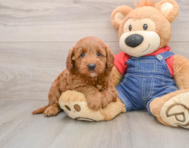 6 week old Mini Goldendoodle Puppy For Sale - Simply Southern Pups
