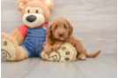 Fluffy Mini Goldendoodle Poodle Mix Pup