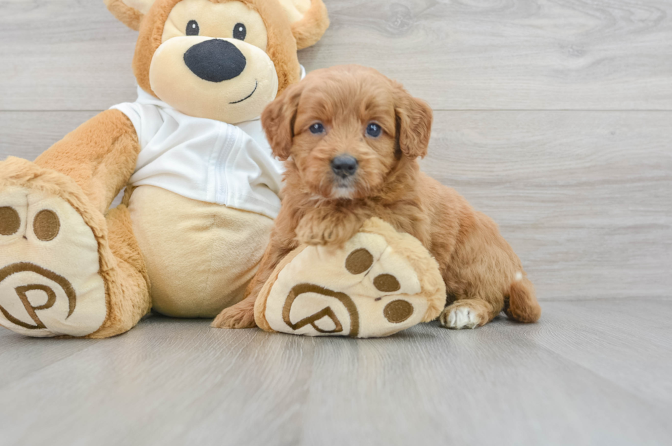5 week old Mini Goldendoodle Puppy For Sale - Simply Southern Pups