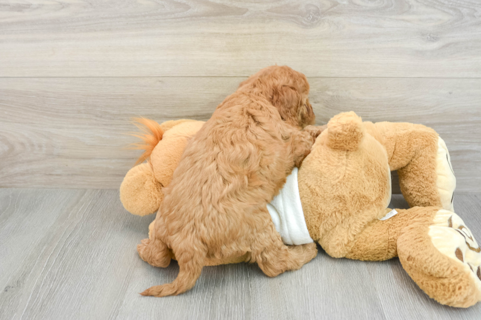 Funny Mini Goldendoodle Poodle Mix Pup