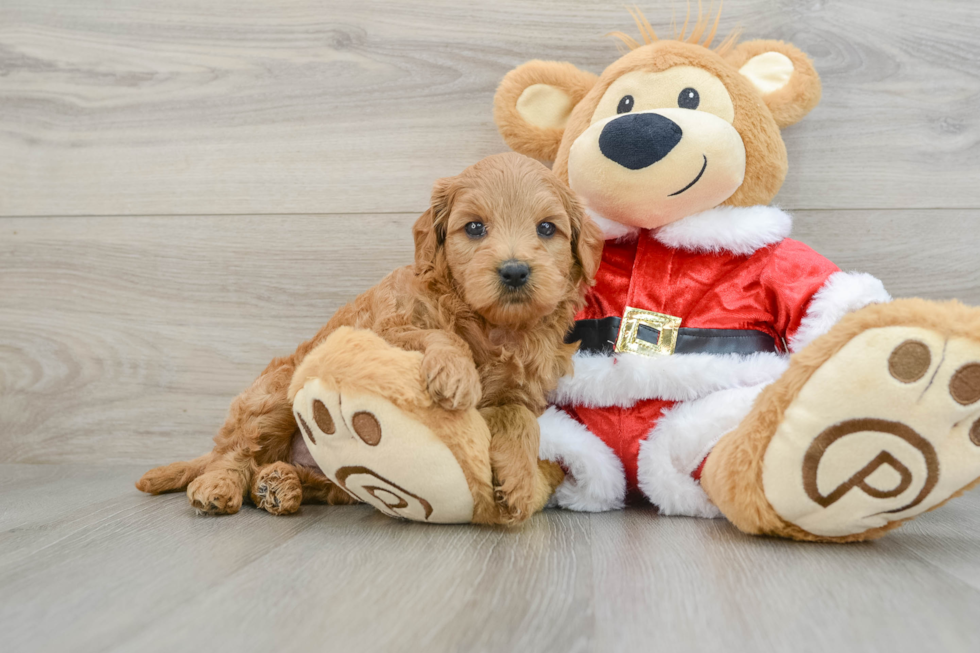 Small Mini Goldendoodle Baby