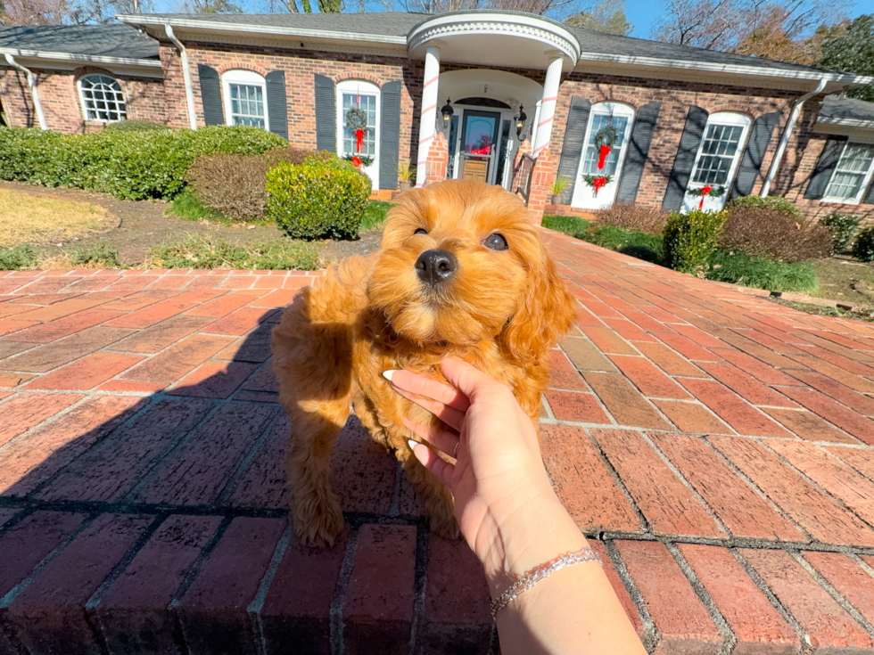 Best Mini Goldendoodle Baby