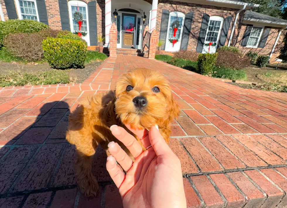 Mini Goldendoodle Puppy for Adoption