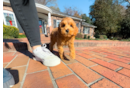 Cute Mini Goldendoodle Poodle Mix Pup