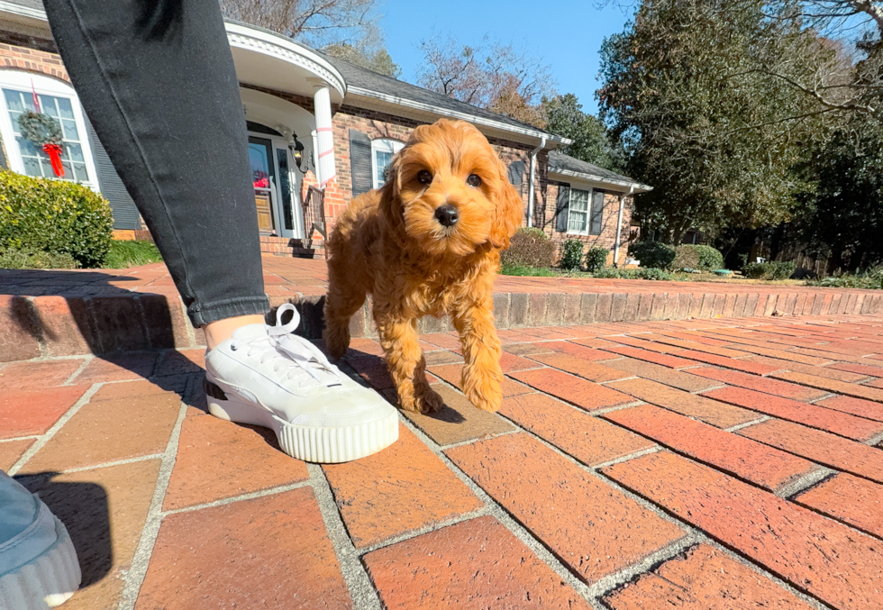 Cute Mini Goldendoodle Poodle Mix Pup