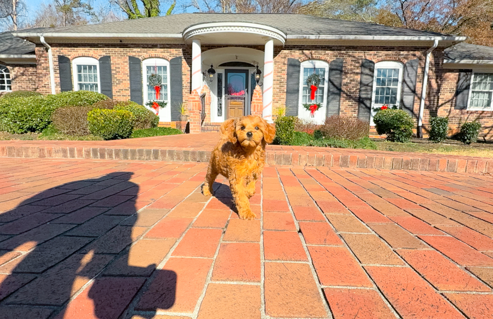 Mini Goldendoodle Pup Being Cute