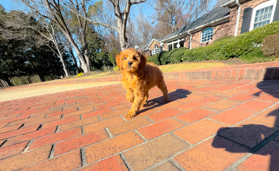 Cute Mini Groodle Poodle Mix Puppy