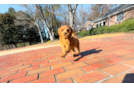 Mini Goldendoodle Puppy for Adoption