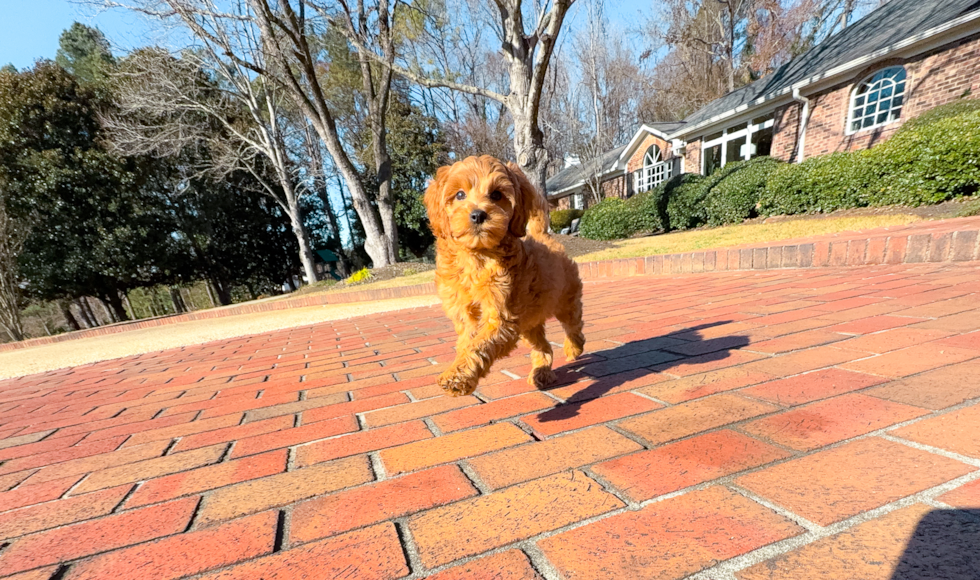 Mini Goldendoodle Puppy for Adoption