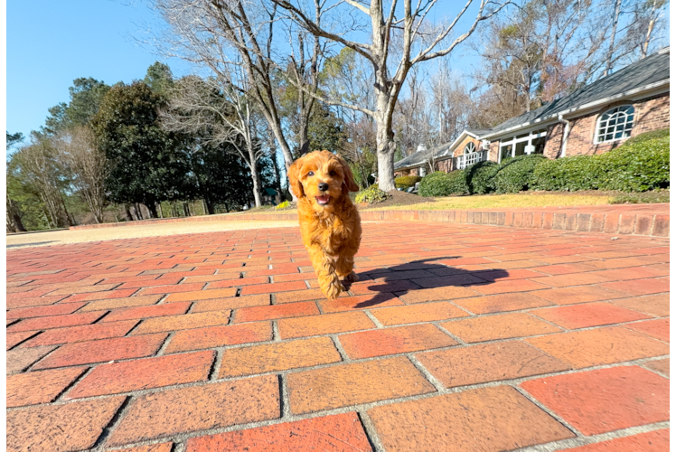 Cute Mini Goldenpoo Poodle Mix Puppy
