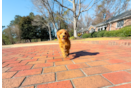 Cute Mini Goldenpoo Poodle Mix Puppy