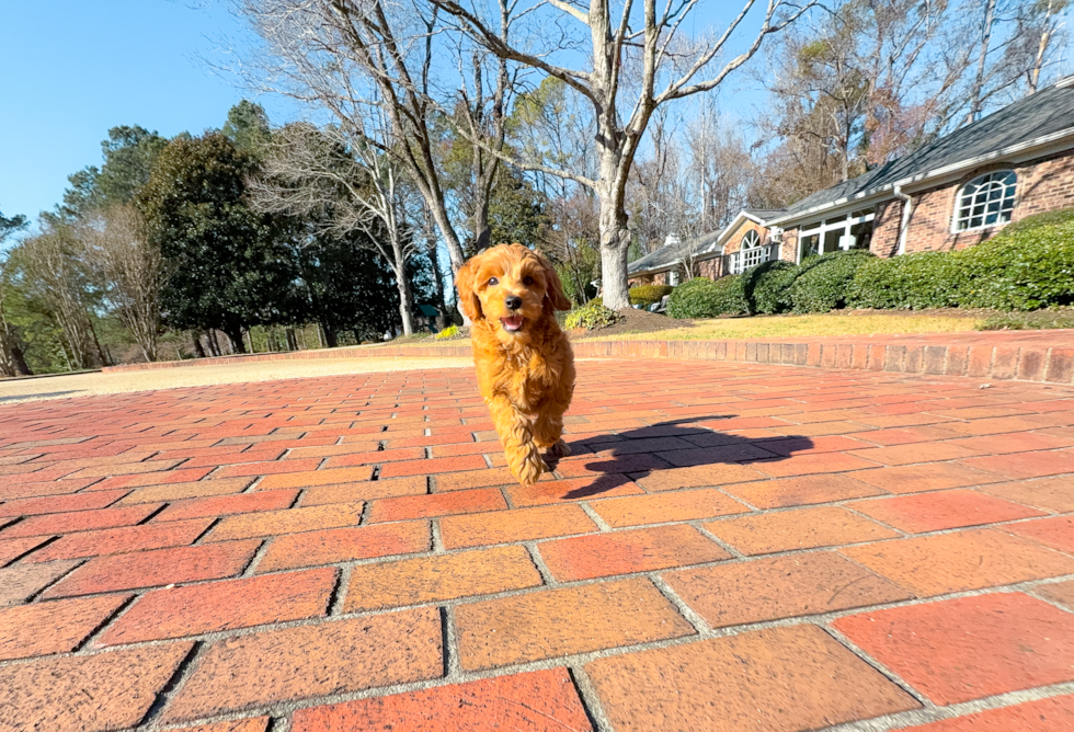 Cute Mini Goldenpoo Poodle Mix Puppy