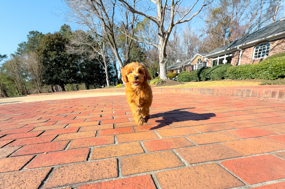 10 week old Mini Goldendoodle Puppy For Sale - Simply Southern Pups