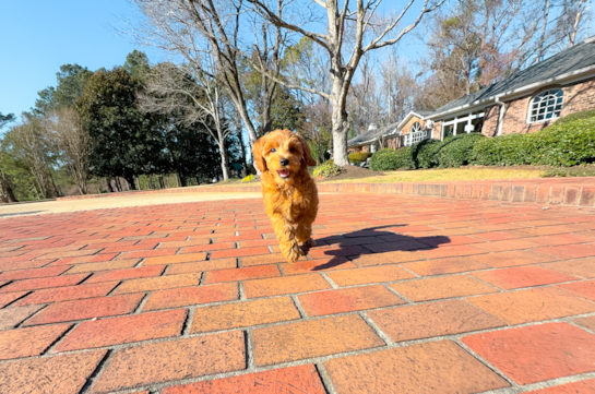 Cute Mini Goldenpoo Poodle Mix Puppy