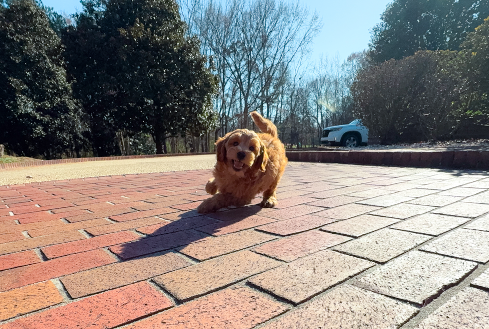 Mini Goldendoodle Puppy for Adoption