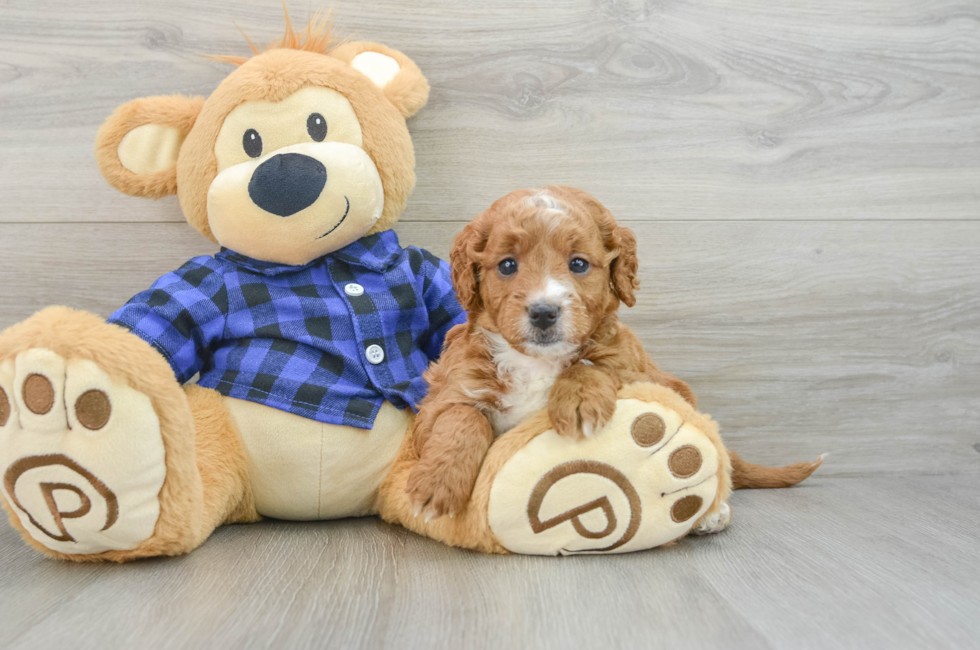 6 week old Mini Goldendoodle Puppy For Sale - Simply Southern Pups