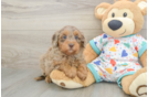 Smart Mini Goldendoodle Poodle Mix Pup