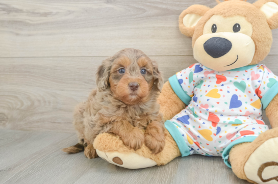Smart Mini Goldendoodle Poodle Mix Pup