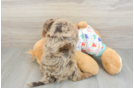 Adorable Golden Retriever Poodle Mix Poodle Mix Puppy