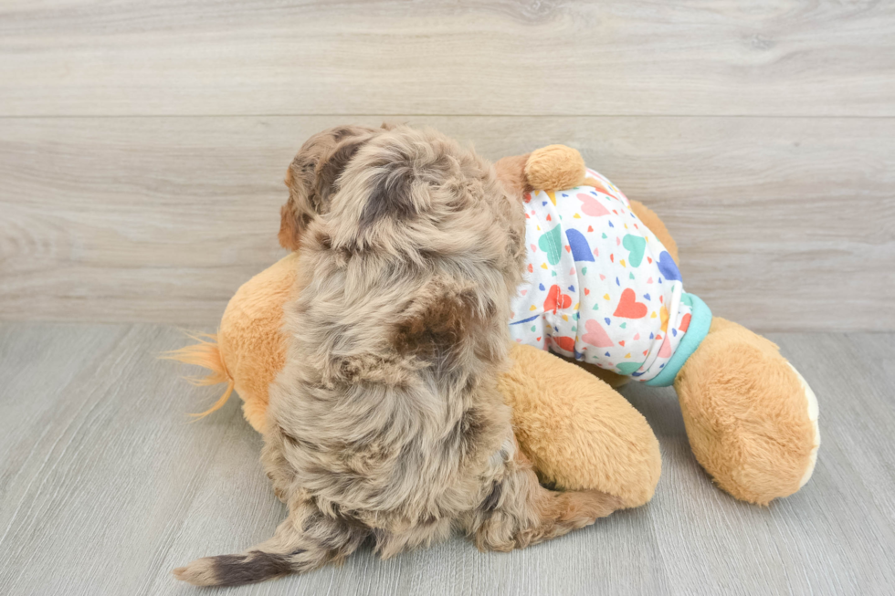 Adorable Golden Retriever Poodle Mix Poodle Mix Puppy