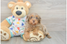 Smart Mini Goldendoodle Poodle Mix Pup