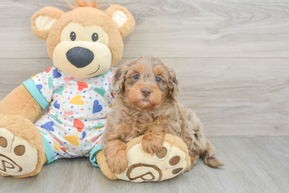 Smart Mini Goldendoodle Poodle Mix Pup
