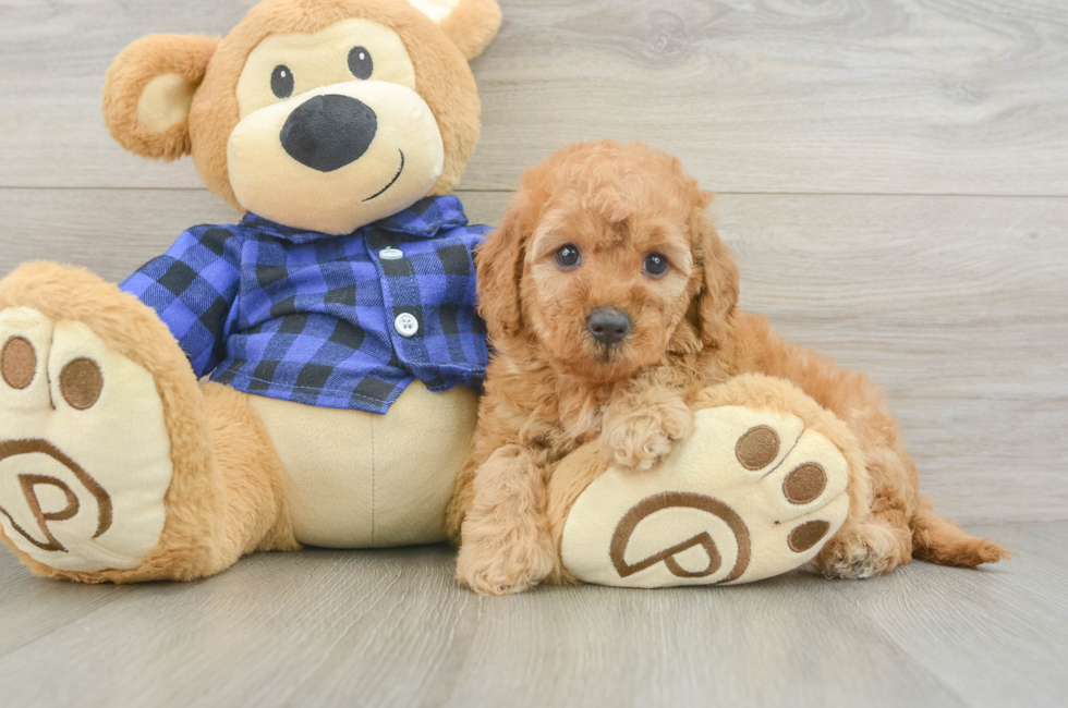 5 week old Mini Goldendoodle Puppy For Sale - Simply Southern Pups