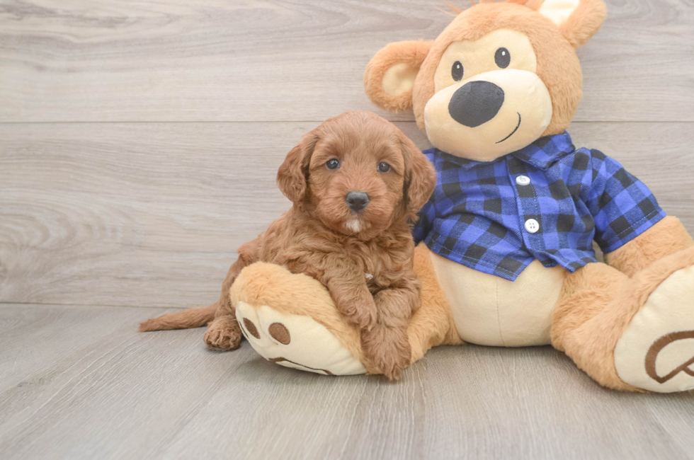 5 week old Mini Goldendoodle Puppy For Sale - Simply Southern Pups