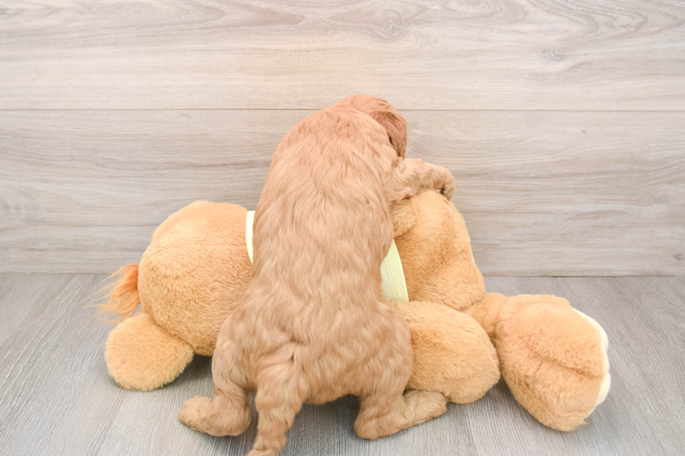 Popular Mini Goldendoodle Poodle Mix Pup
