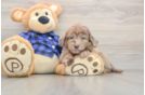 Best Mini Goldendoodle Baby