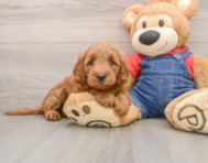 6 week old Mini Goldendoodle Puppy For Sale - Simply Southern Pups