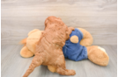 Mini Goldendoodle Puppy for Adoption