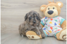 Small Mini Goldendoodle Baby