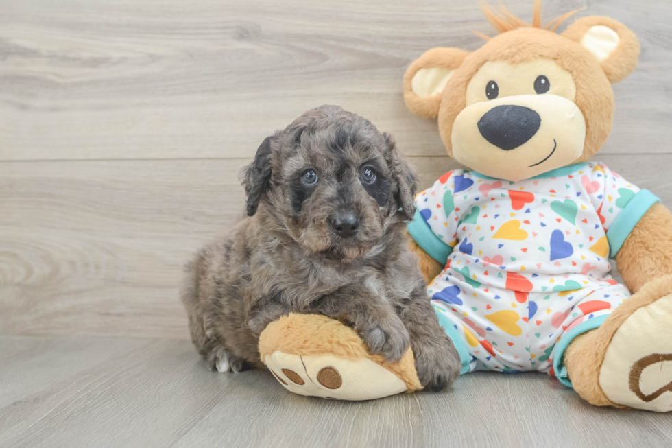 Small Mini Goldendoodle Baby
